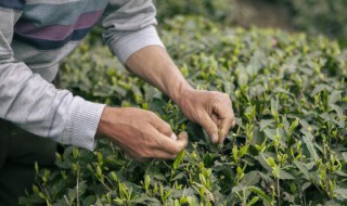 茶叶育苗方法 茶叶育苗方法管理