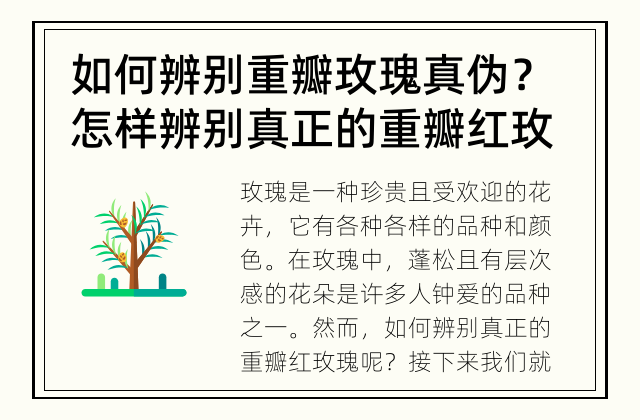 如何辨别重瓣玫瑰真伪？ 怎样辨别真正的重瓣红玫瑰？