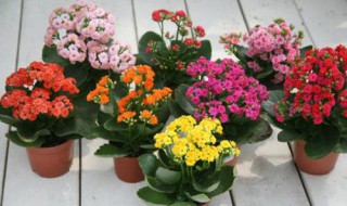 长寿花种植方法 长寿花种植方法简单介绍