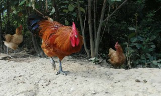 养鸡小妙招 养鸡十大小窍门