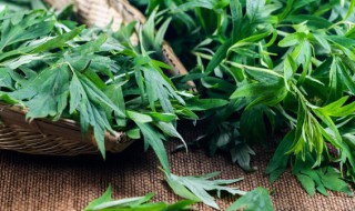 艾蒿种植方法（艾蒿苗的种植方法）