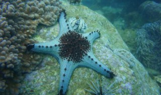 海星里面的黑色的是什么东西 海星有多少种类呢