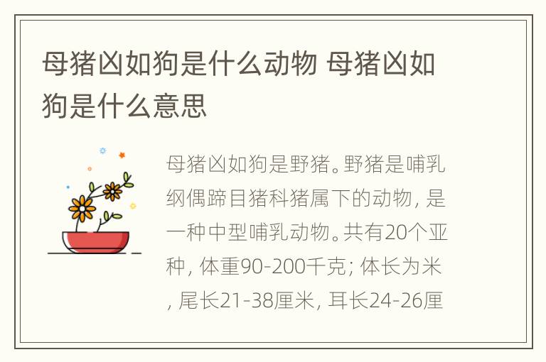 母猪凶如狗是什么动物 母猪凶如狗是什么意思