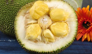 榴莲蜜什么时候成熟 关于榴莲蜜的成熟时间介绍