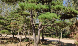 油松移栽的最佳方法 油松大树移栽技术要点