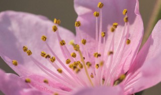 桃花的花心是什么颜色的 桃花的花心是啥颜色的