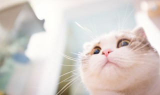小猫猫怎么养 小猫猫怎么养视频
