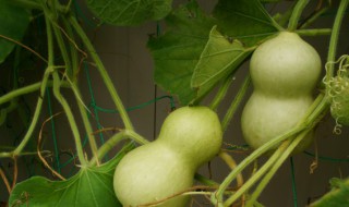 葫芦籽怎么种植方法（葫芦籽怎么种植方法图解）