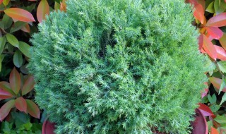 皮球柏种植方法（球柏怎么养）