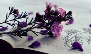 桃花庵歌全诗是什么 桃花庵歌全诗介绍