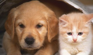 猫咪不让抱怎么办（猫咪不让抱怎么办?）