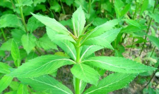 南沙参种植技术和方法 南沙参简单实用种植技术
