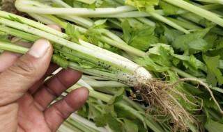 根芹菜与芹菜的区别 关于根芹菜与芹菜的区别