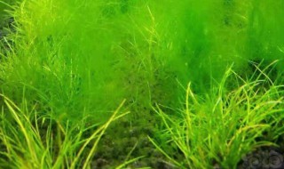 为什么水绵是藻类植物 水绵简单介绍