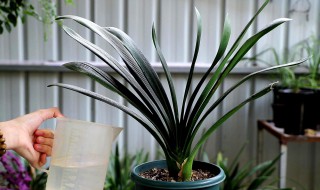 怎样种君子兰 君子兰的种植方法