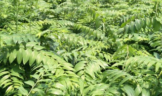 如何种植黄精技术 黄精怎么种植