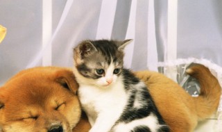 被野猫抓伤出血怎么办（被野猫抓伤出血怎么办超了72小时有事吗）