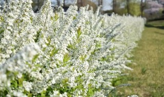种植雪柳的养护方法（种植雪柳的养护方法是什么）