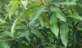 芒果树嫁接方法与技术 芒果树嫁接就哪些方法