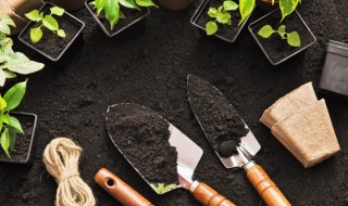 凤梨的种植方法及养护，凤梨的种植方法及养护技术