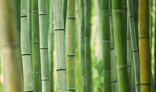 早竹的栽种方法 早竹的栽种技巧