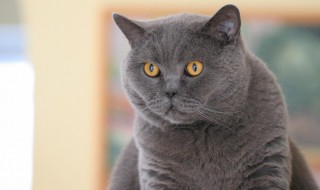 英国短毛猫和异国短毛猫的区别 英国短毛猫和异国短毛猫的区别是什么