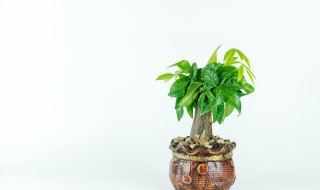 怎么种盆栽 怎么种植盆栽