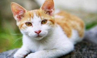 猫护牙的正确方法 怎样给猫护牙