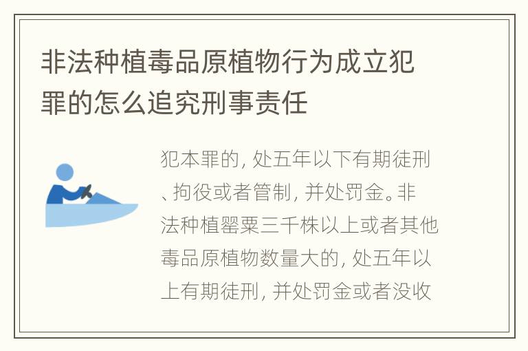 非法种植毒品原植物行为成立犯罪的怎么追究刑事责任