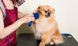 给狗狗使用免洗香波方法 怎么给狗狗用免洗香波