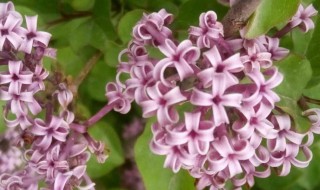 丁香花能种在院子里吗（丁香花可以种在院子里吗）