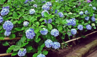 绣球花花语是什么 关于绣球花的花语