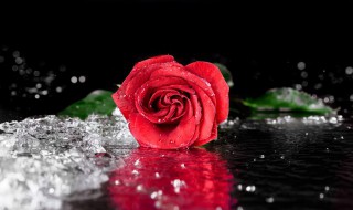 十支玫瑰花和一支百合花的花语是什么意思 十支玫瑰花和一支百合花的花语意思是什么