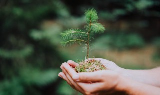 沙质土可以种什么植物 沙质土适合种植哪些植物呢