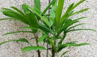 平安竹种植方法和注意事项 平安竹的养殖方法和注意事项