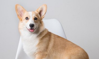 狗狗打什么疫苗 狗狗打哪些疫苗
