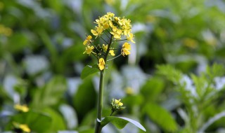 油菜花名称 油菜花的简介
