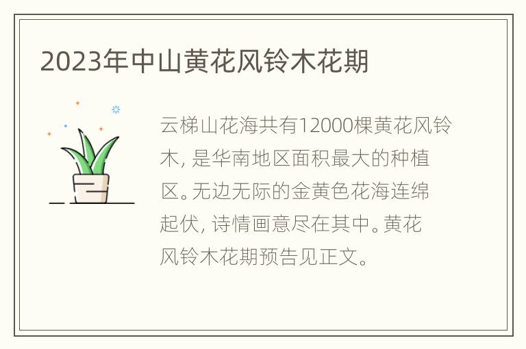 2023年中山黄花风铃木花期