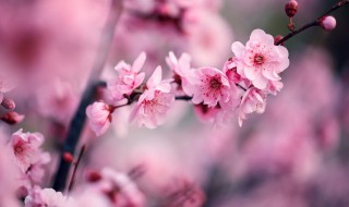 梅花开了怎么发朋友圈 梅花开了的朋友圈文案