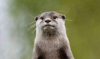 水獭是水鬼吗 水獭是不是被人称为水鬼？