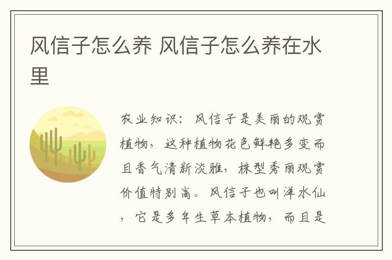 风信子怎么养 风信子怎么养在水里