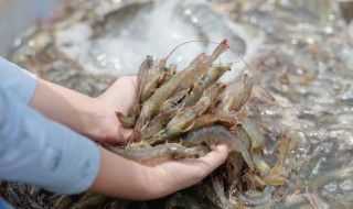 家常麻辣虾锅怎么做才好吃 制作麻辣虾锅的方法