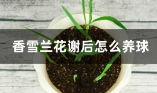 香雪兰花谢后怎么养球 香雪兰花谢后的养殖方法