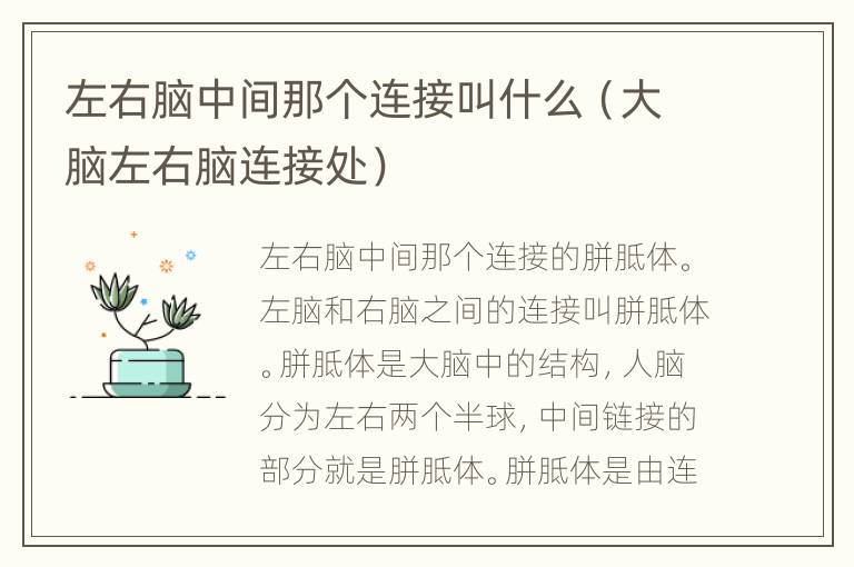 左右脑中间那个连接叫什么（大脑左右脑连接处）