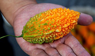 金癞瓜种子种植方法 金癞瓜种子催芽方法
