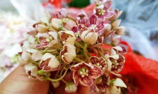 奶浆花的功效和作用 奶浆花对人体的好处