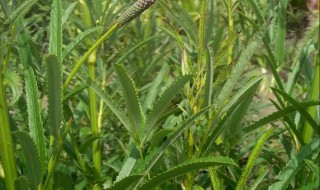 地榆适合室内种吗 地榆的种植技术