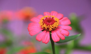春天能种什么植物 春天哪些植物能种植呢