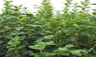 黑枣种植时间和方法 黑枣的种植技术