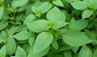 新鲜荆芥的储存方法 如何保存新鲜荆芥